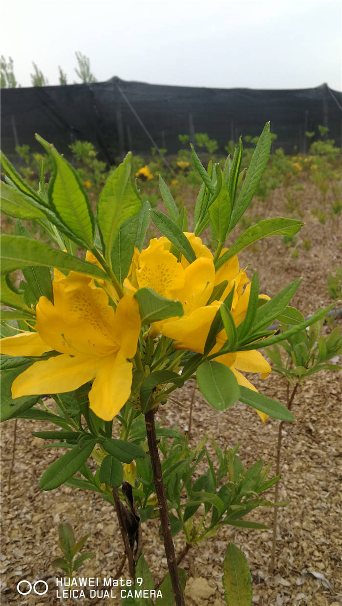 黃杜鵑花是杜鵑花的一種，因為花色為黃色而得名!多數用于園林觀賞用途